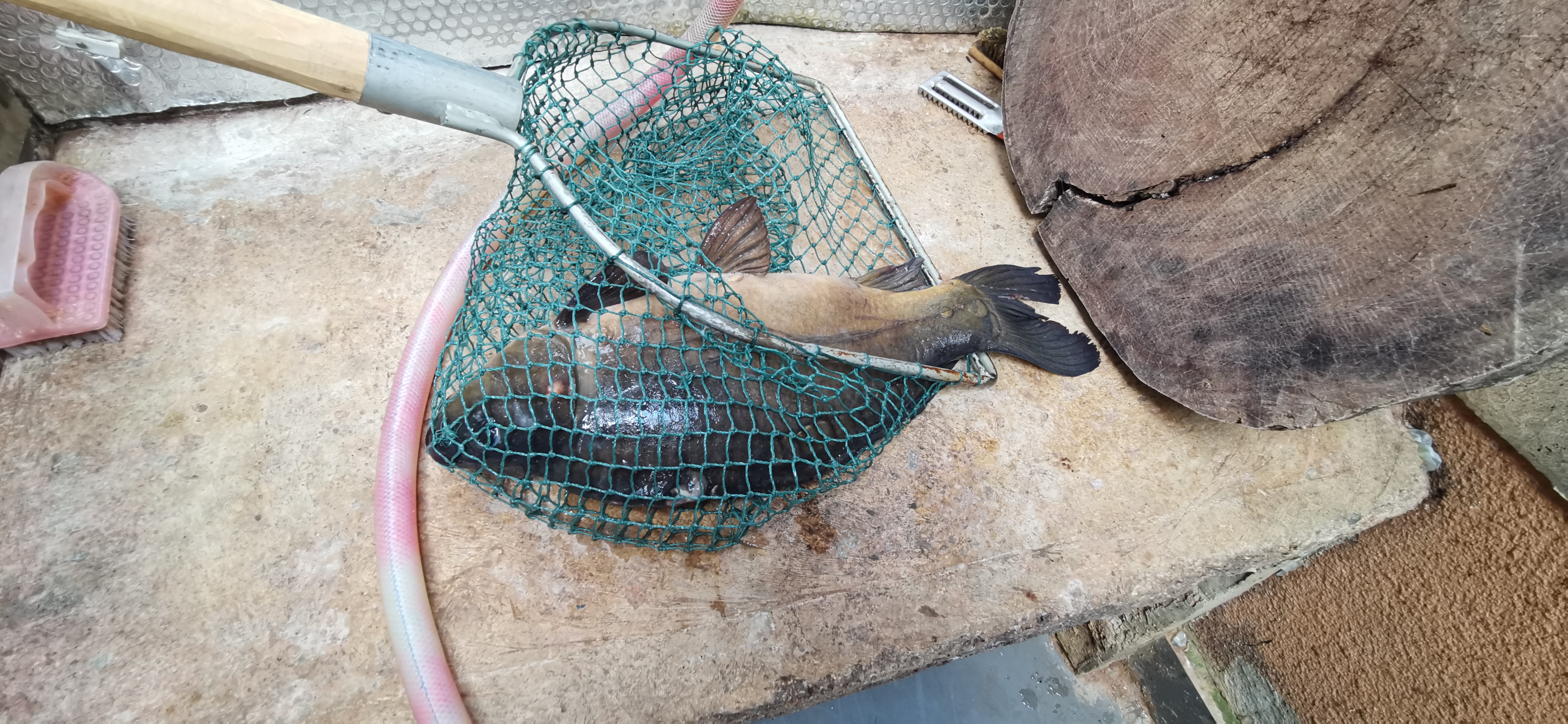 抚仙湖哪里吃铜锅鱼实惠,抚仙湖湖边哪里的石锅鱼最好吃