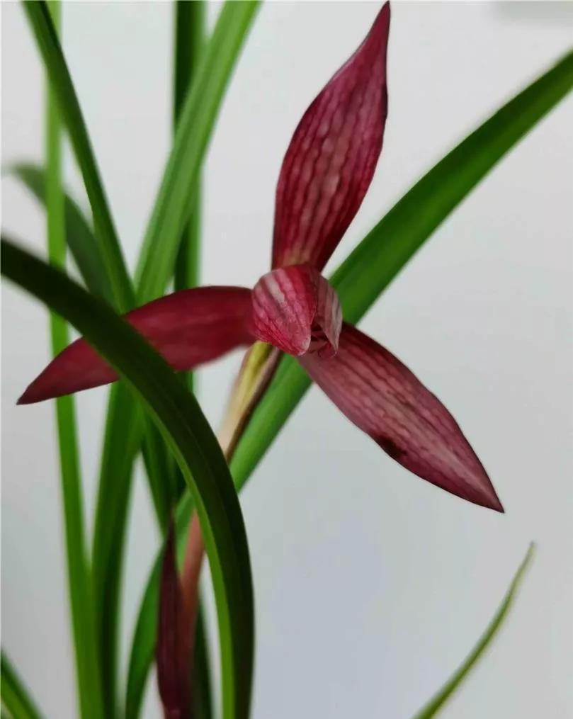 云南玉溪的春兰品种有哪些,云南玉溪有哪些名贵兰花