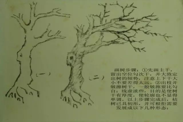 树的基本画法视频,树的素描画法