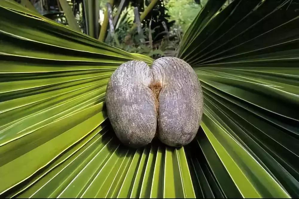 免签的亚洲海滩,六个免签海岛颜值完爆马岱