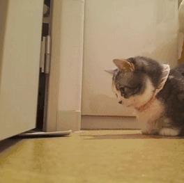 猫咪第一次单独在家是什么样的,猫咪自己在家的时候一般在干什么