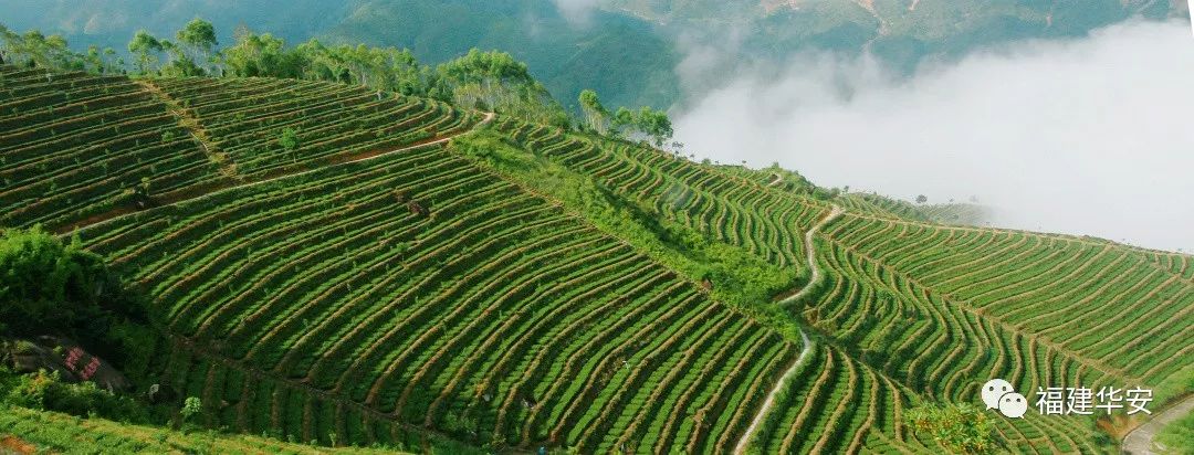 华安：一盏茶的时光