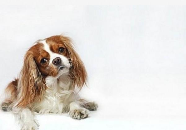 45种常见狗狗认几种主人,45种常见狗狗拉布拉多图片