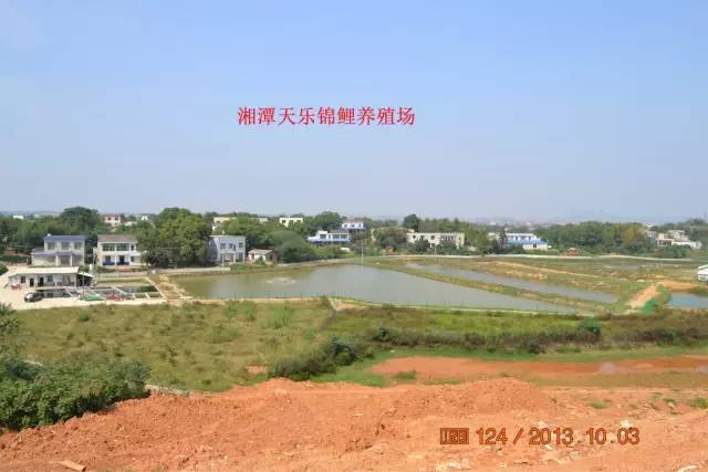 湖南最好的锦鲤养殖基地,湘潭锦鲤养殖