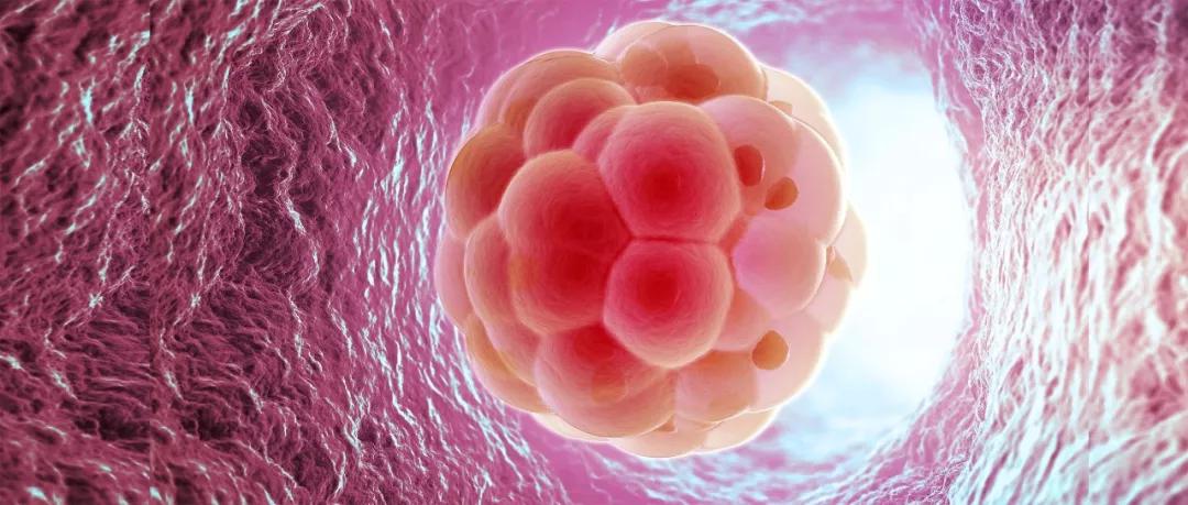 怎样才能提高卵子的质量和数量,如何短期内快速提高卵子质量