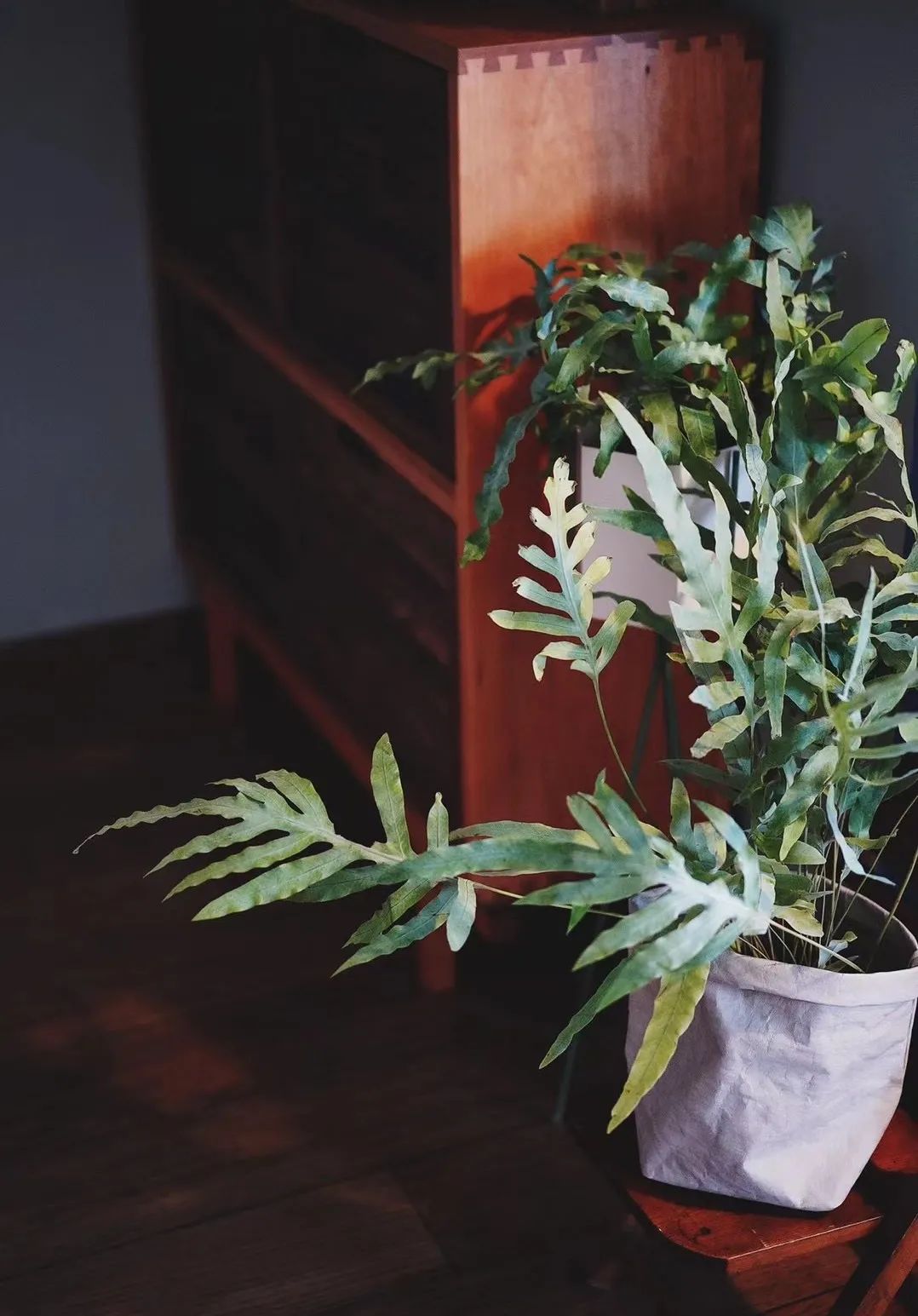 家里要有氛围感什么花比较好,家里高级的花