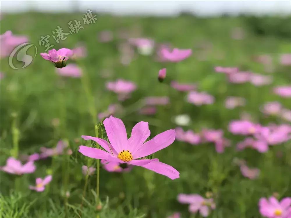 双流空港花田最新进展,双流空港花田开放了吗最新回复