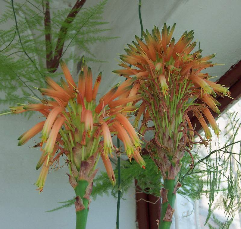 芦荟怎么养才能开花很美,家庭养芦荟最好的方法