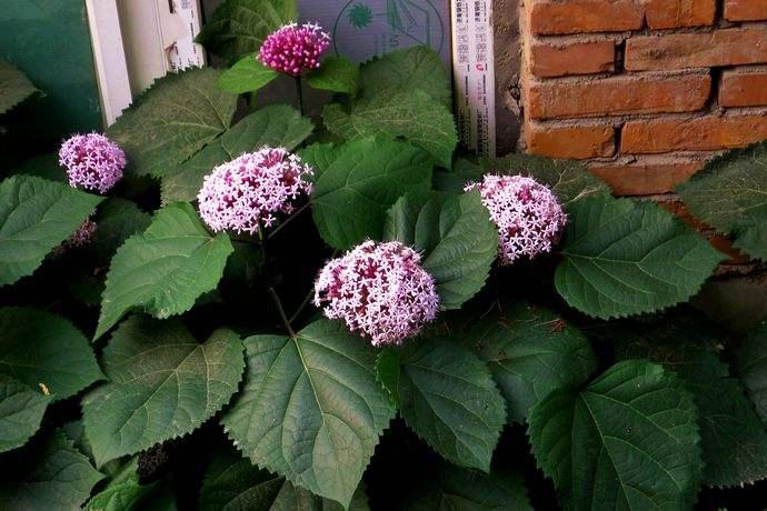 屋里烟味大养什么植物,家里最忌讳养的植物