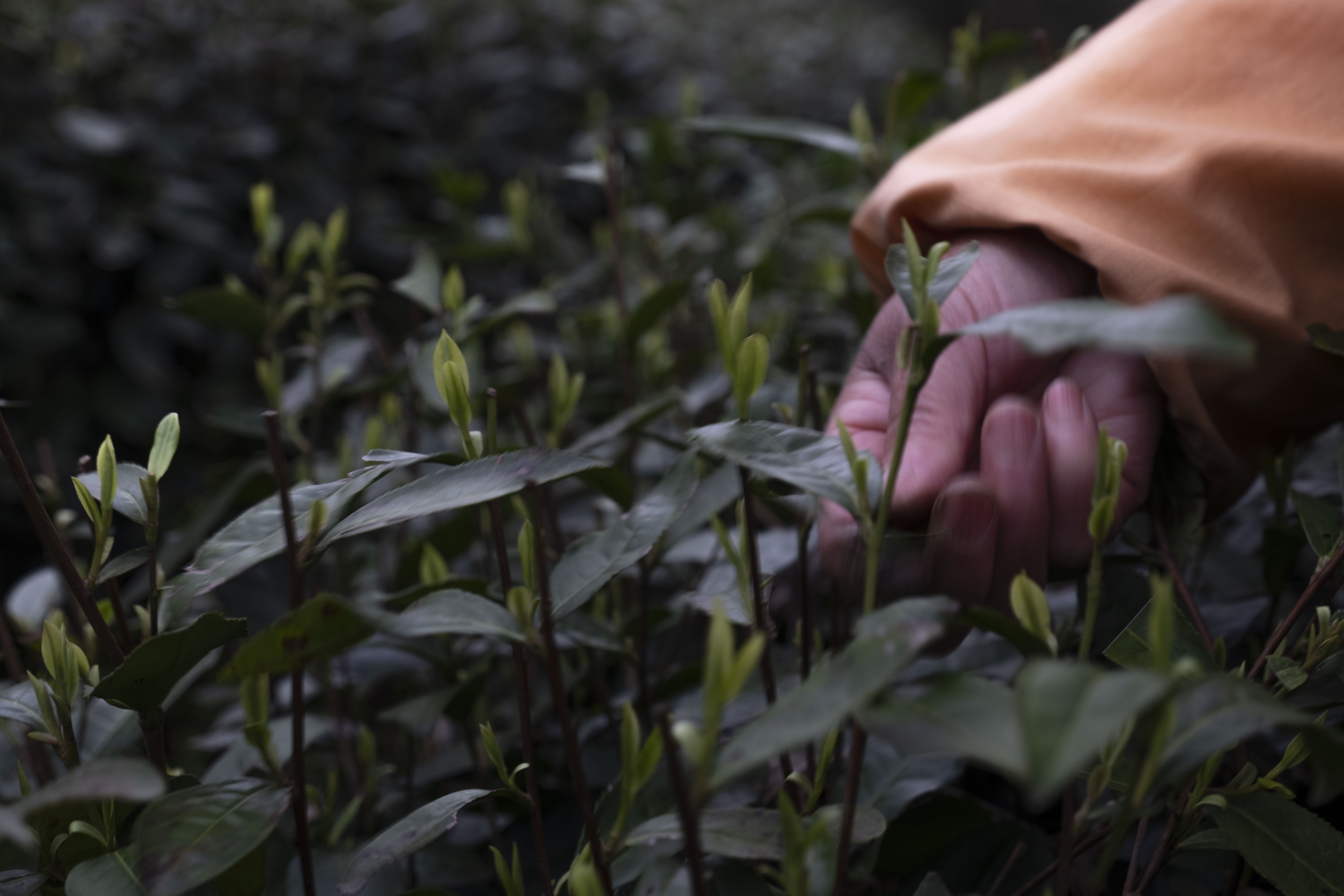 西湖龙井春茶季,龙井茶西湖明前春茶