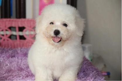 狗狗吃盐掉毛怎么补救,吃盐的狗狗