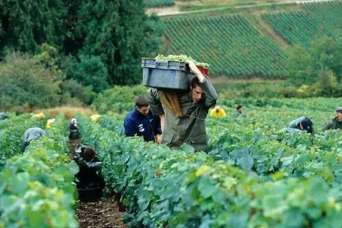 朱卫东红酒品种,朱卫东的作品