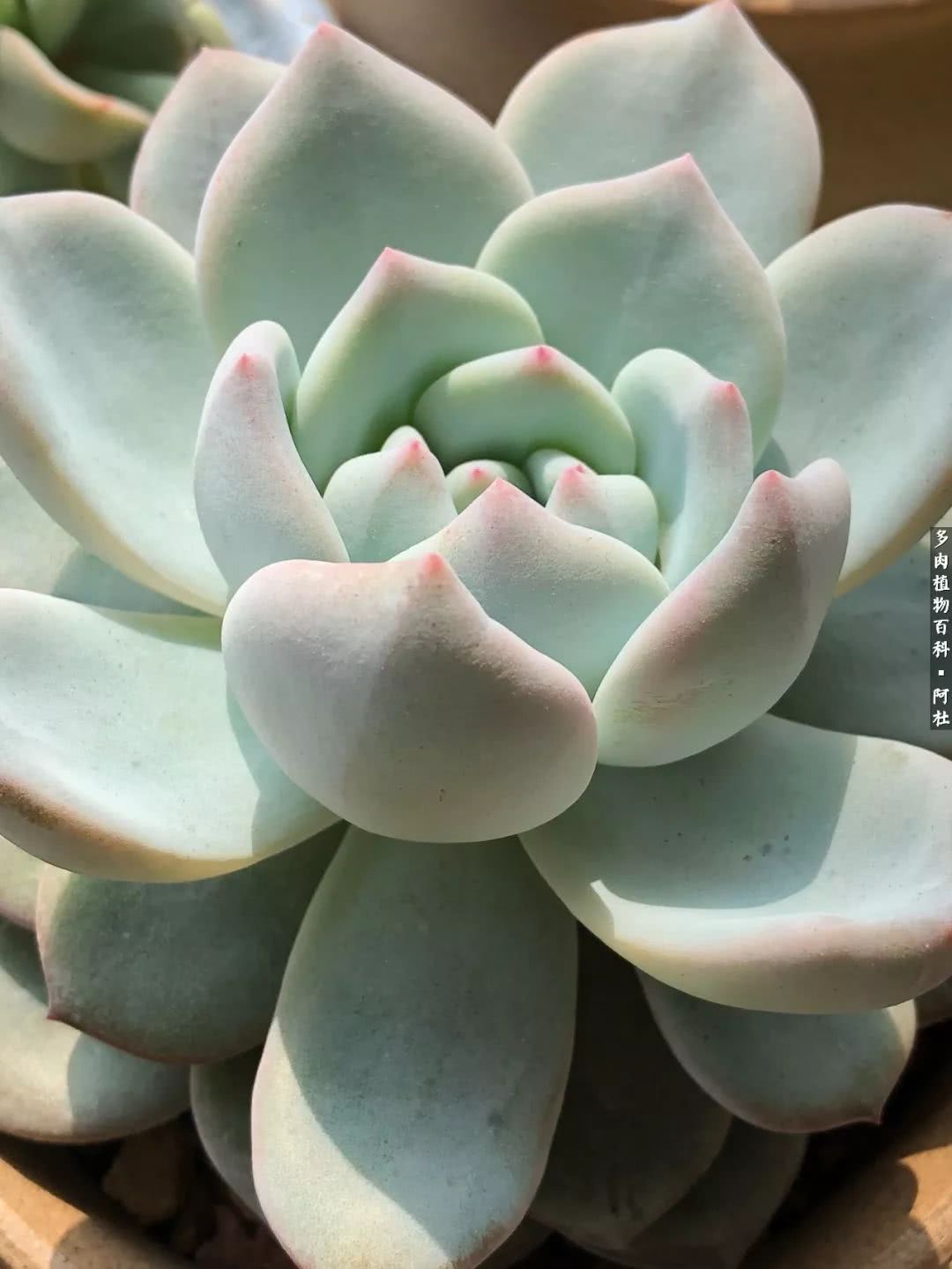 多肉有毒没毒,多肉有毒有毒