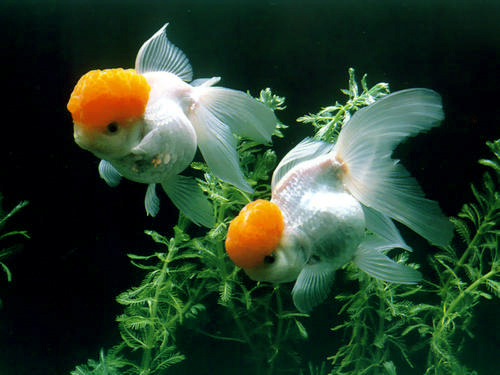 年年端午送粽子，今年增加了一缸观赏鱼，父母乐了