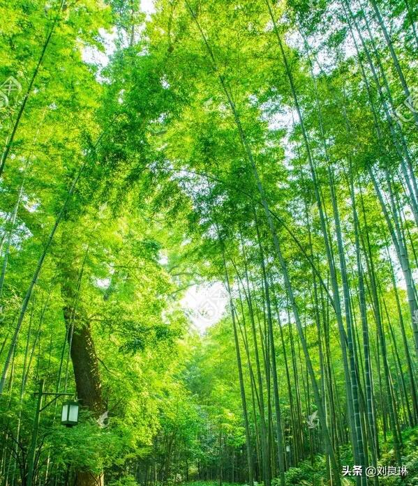 心愿七绝,心愿全部歌曲