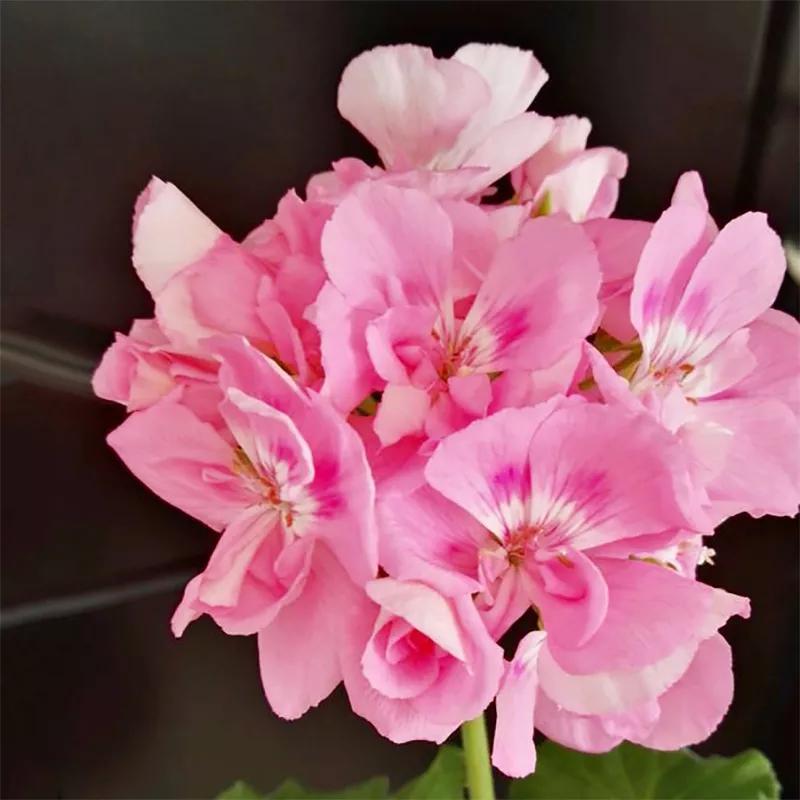 10种天竺葵,天竺葵100种图片大全