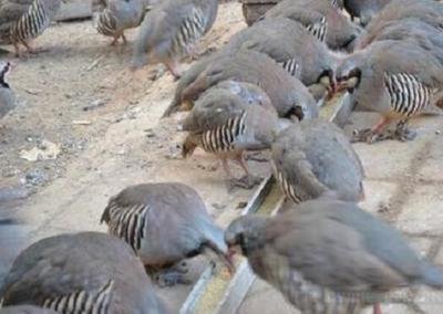 鹧鸪育雏,鹧鸪抚育幼崽