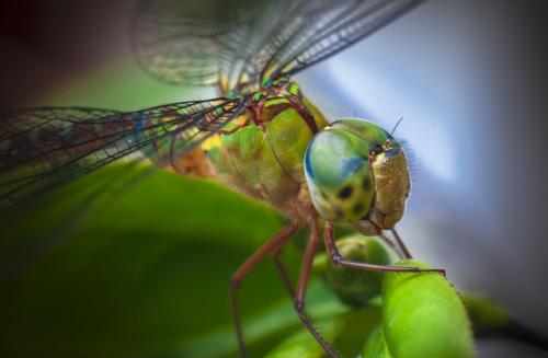蜻蜓的缘分,命运的缘分完整版视频