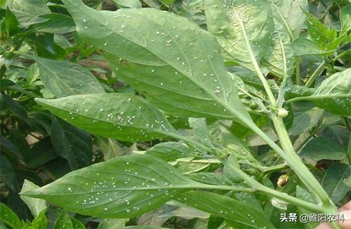 专治粉虱虫的特效配方,抗性粉虱特效药