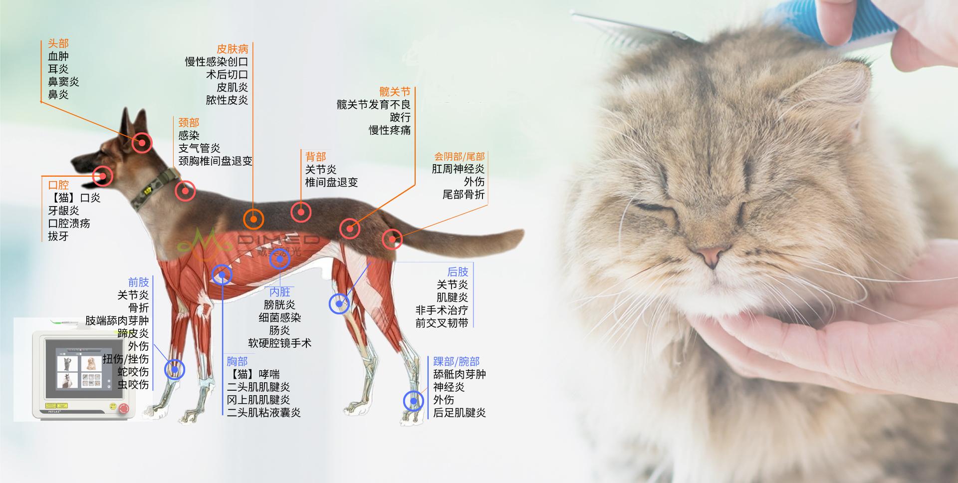 宠物镭射激光治疗仪,激光技术在医疗方面的应用