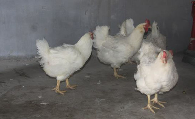 鸡喉咙呼噜呼噜吃什么药?不要盲目给药，找到病症才能轻松解决