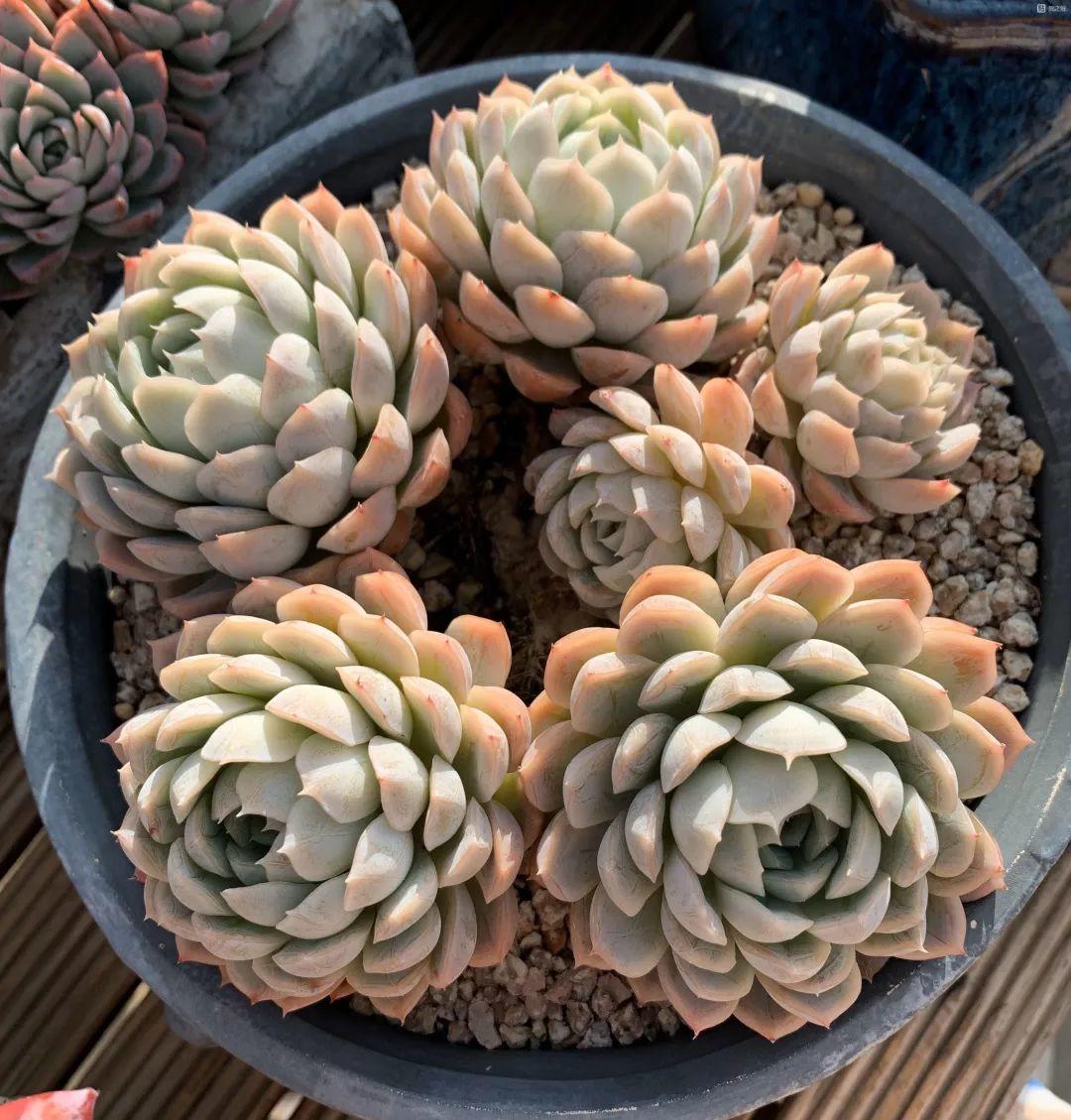 夏天养多肉注意事项,新手夏天养多肉5个保命秘籍