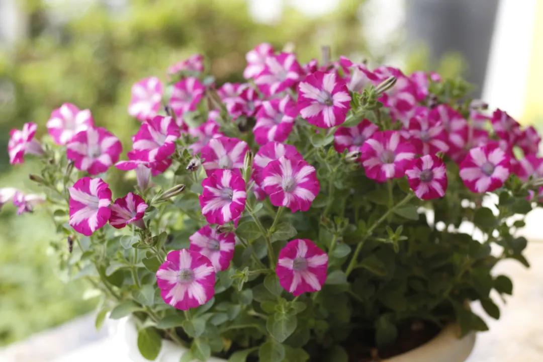 这43个来自世界各地的新品种，快来看看有没有你的菜