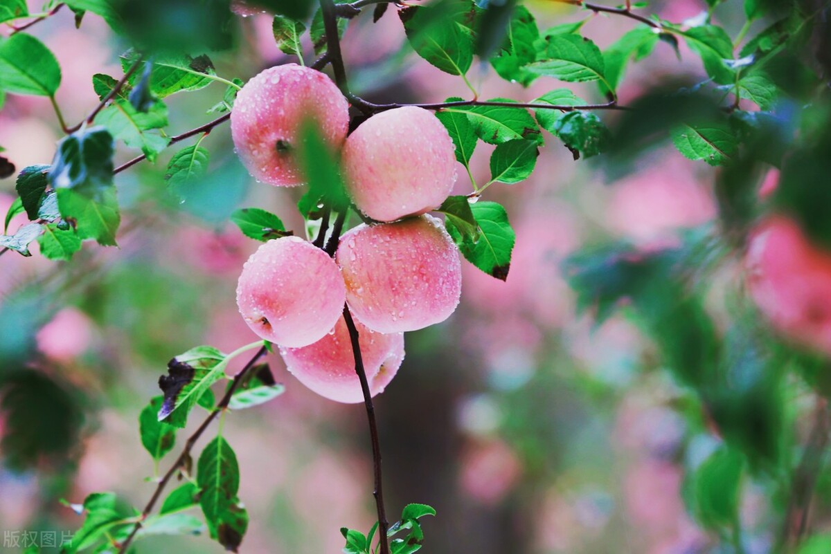 陕西是瓜果大省,陕西水果种植面积全国第一