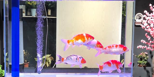 卵巢早衰的鱼水疗法