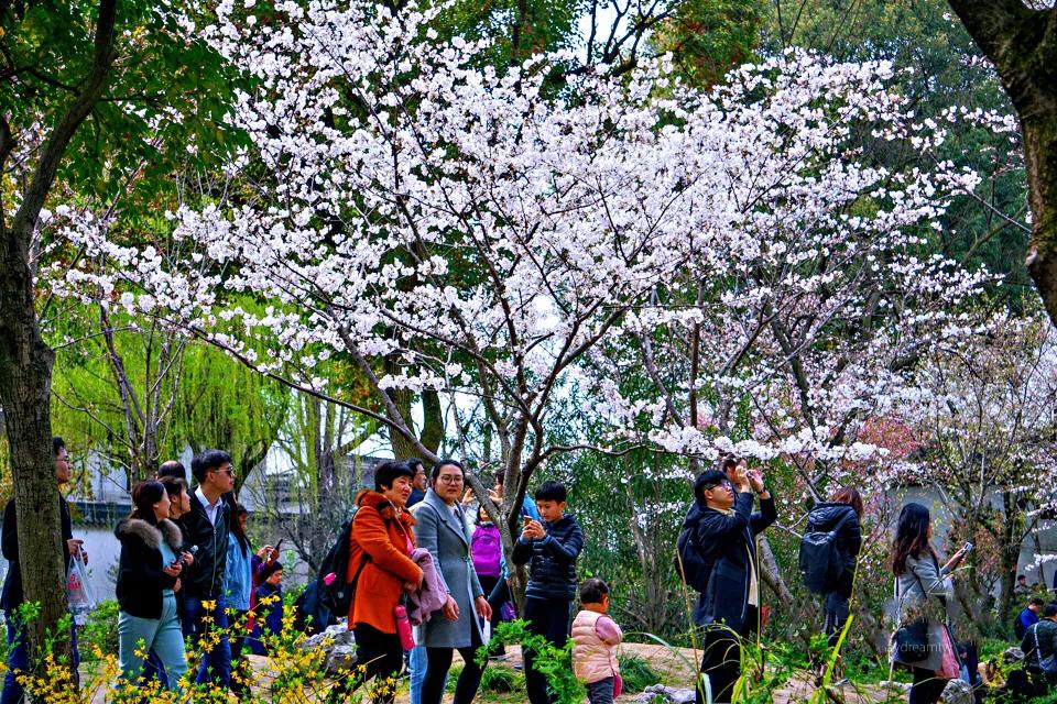 苏州园林四大名园之首,苏州园林拙政园景点介绍