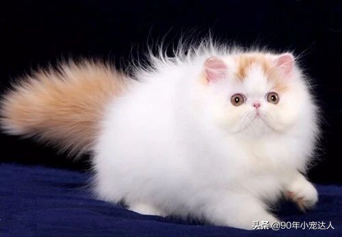 狮子脸波斯猫,山东狮子猫是不是智商不太行