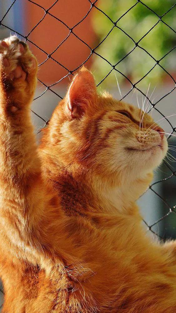 猫猫得了猫瘟该如何治疗