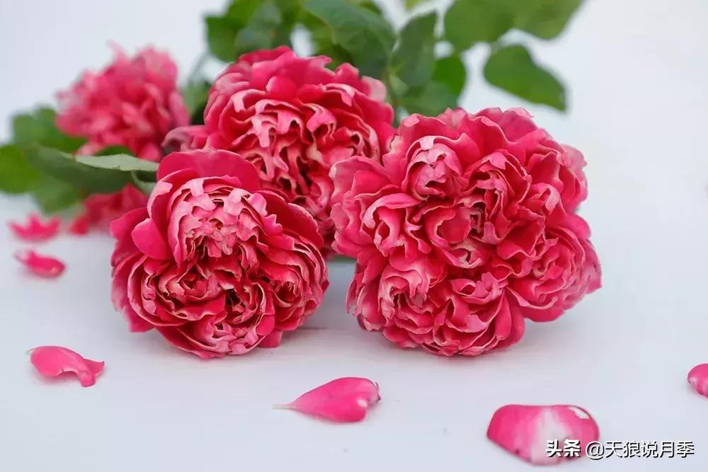 天狼自育哪个品种最好,天狼月季紫雾凝霜