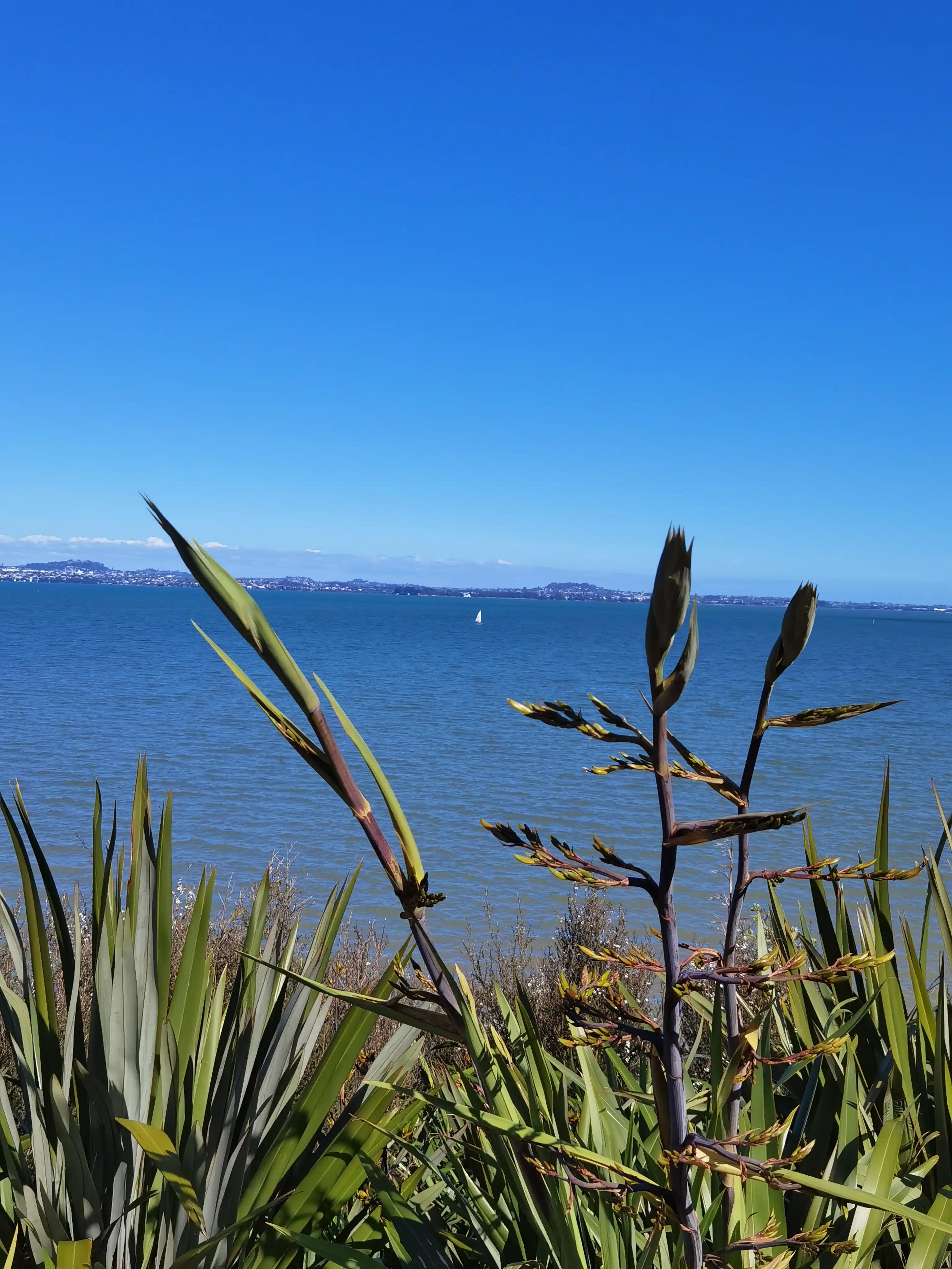 我爱全身是宝的新西兰麻