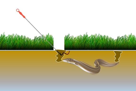黄鳝钓法详细教程,钓黄鳝的正确钓法