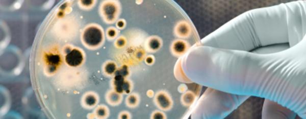 中国青霉素量产方法,青霉素是什么时候量产的