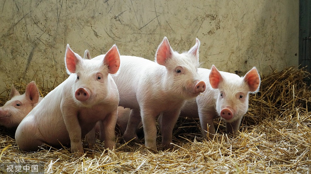 母猪批次化生产注意事项,母猪批次化管理需要制定哪些表格