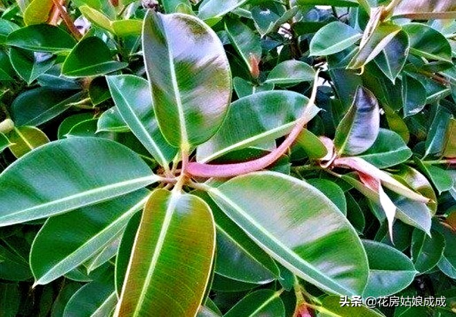 橡皮树太高什么时候修剪,橡皮树适合什么时候修剪