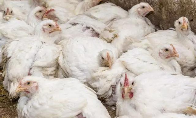 鸡的腺病毒是什么原因造成的,这样做,能有效防治