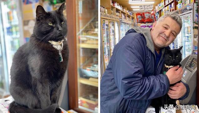 很火的宠物猫名字有哪些,比较出名的宠物猫店铺名字