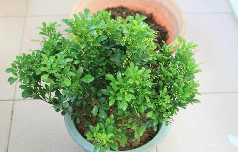 米兰花什么品种好养还花香,米兰花怎么养叶子才会油绿有光泽