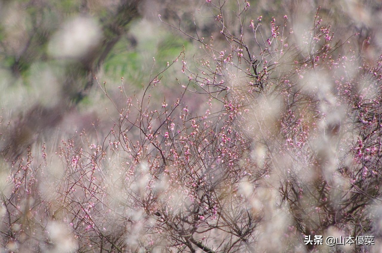 不先一步感受春天的到来吗日本全国华丽的梅花名胜