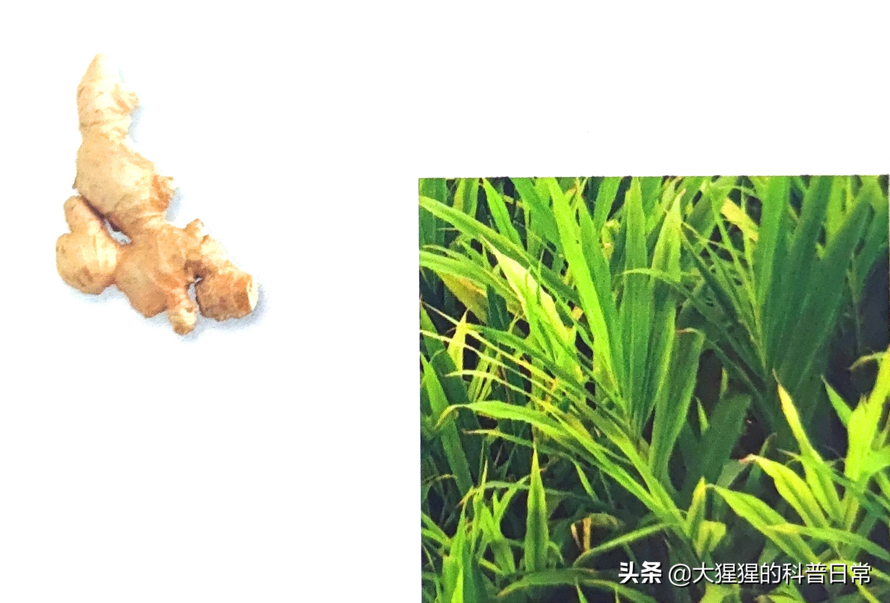 单子叶植物双子叶植物的简图,单子叶植物叶脉是什么
