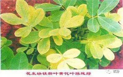 花生高产栽培技术视频,种花生到收花生的所有过程