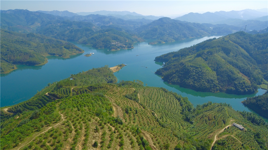 罗平柠檬基地,云南罗平柠檬种植基地