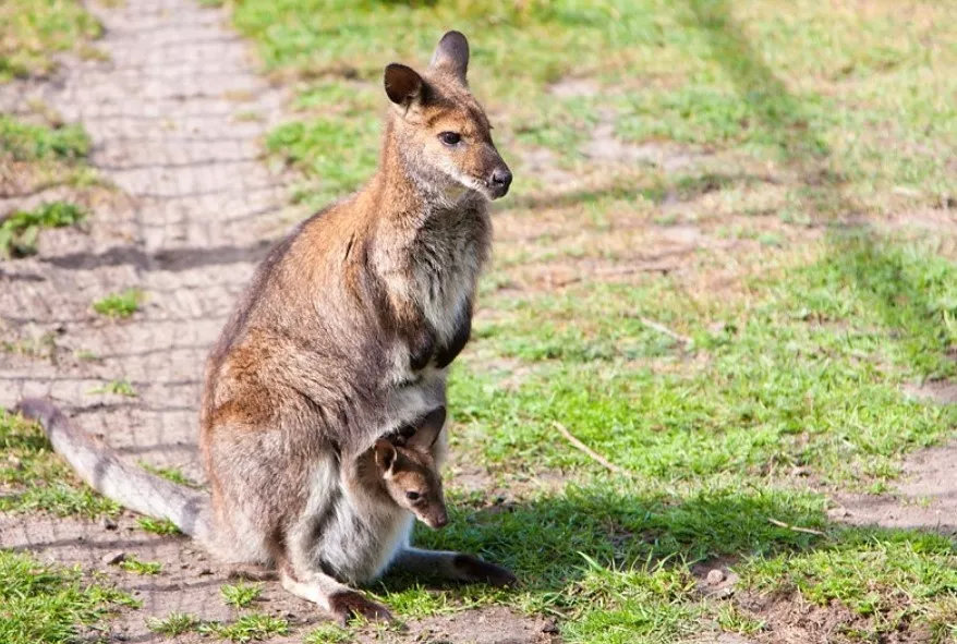 有袋动物只有澳洲有吗,有袋动物小科普
