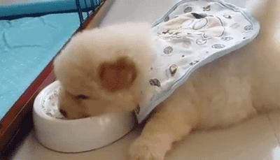 辟谣!宠物为什么要吃干粮,是肉不香了嘛?不,是诱食剂在作怪