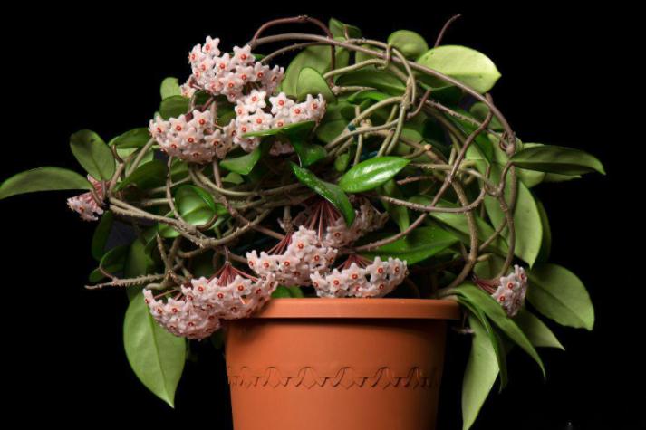 养球兰的三大忌,网购球兰不生长怎么回事