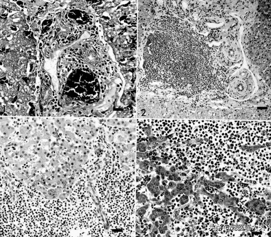 猫咪得了黄疸肝炎能活多久,确诊猫咪肝炎需要做哪些检查