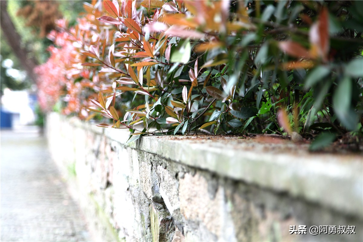 全国百强高中苏州有几个,苏州实验中学科技城校区